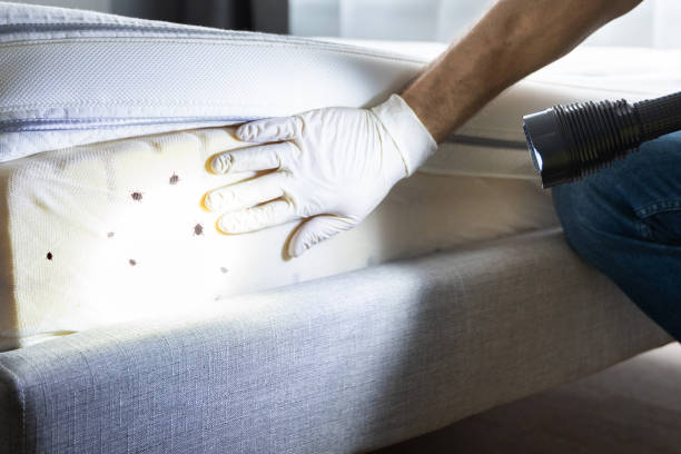 Best Termite Control Services  in Mills, WY