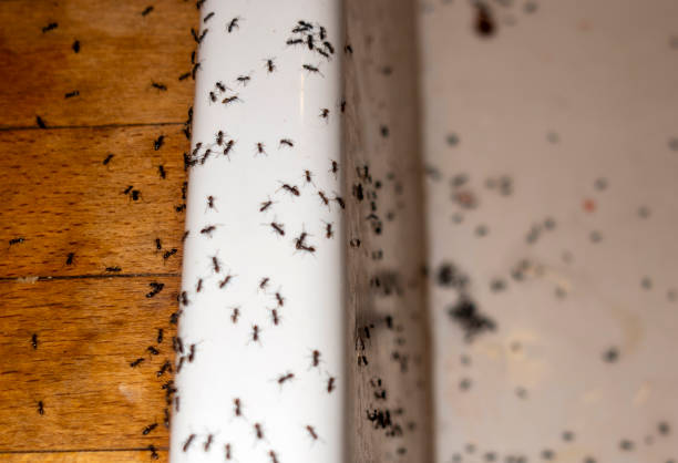 Best Mosquito Control Services  in Mills, WY